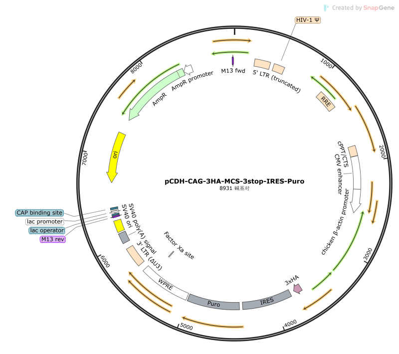 pCDH-CAG-3HA-MCS-3stop-IRES-Puro